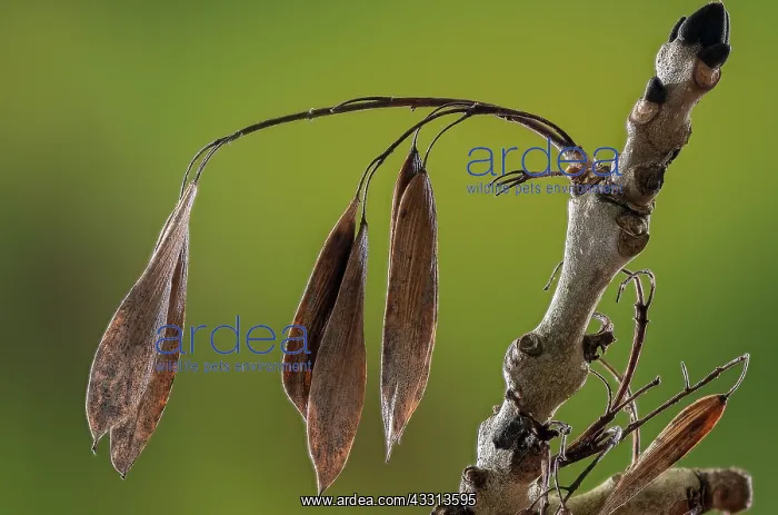 : Common ash, Fraxinus excelsior, in early winter : Common ash, Fraxinus excelsior, in early winter