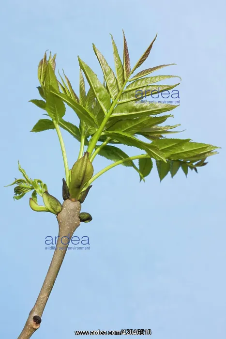 : Common Ash - leaves : Common Ash - leaves