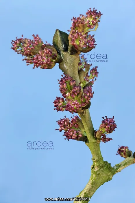 : Common Ash Tree - bud : Common Ash Tree - bud