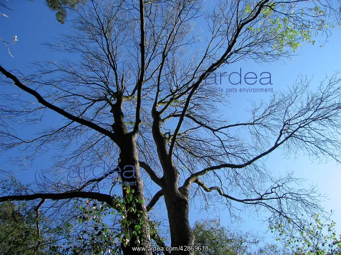 : Common Ash Tree - First to lose its leaves in mixed woodland : Common Ash Tree - First to lose its leaves in mixed woodland