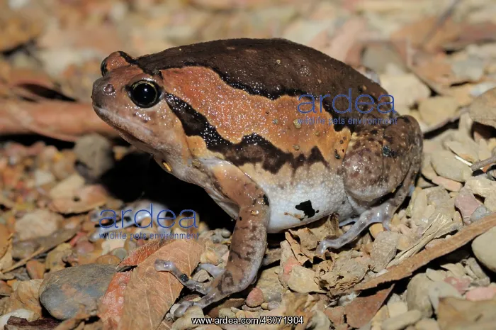 : Common Asian Bullfrog : Common Asian Bullfrog