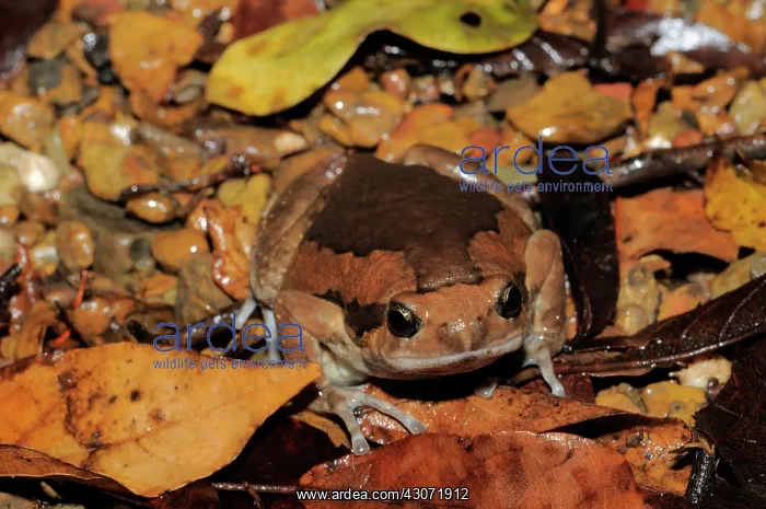 : Common Asian Bullfrog : Common Asian Bullfrog