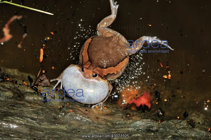 : Common Asian Bullfrog : Common Asian Bullfrog