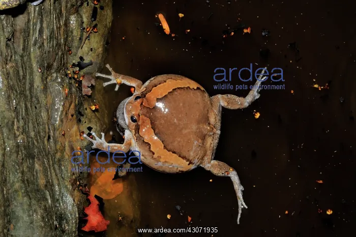 : Common Asian Bullfrog : Common Asian Bullfrog