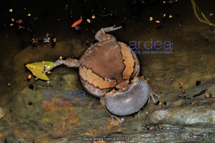 : Common Asian Bullfrog : Common Asian Bullfrog