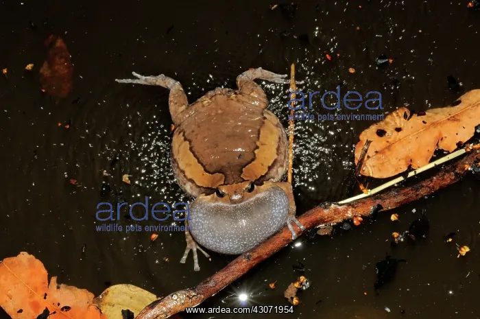 : Common Asian Bullfrog : Common Asian Bullfrog