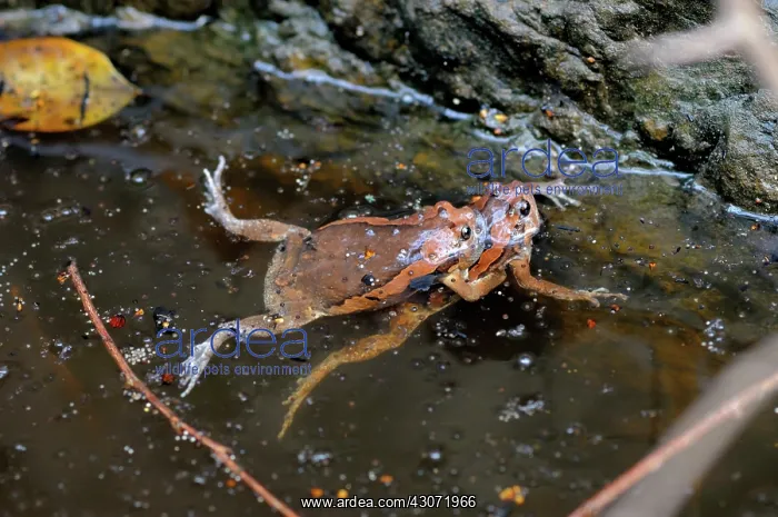 : Common Asian Bullfrog : Common Asian Bullfrog