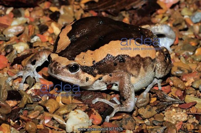  : Common Asian Bullfrog