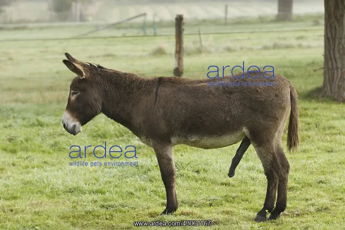 : Common ass male erection in a meadow France : Common ass male erection in a meadow France