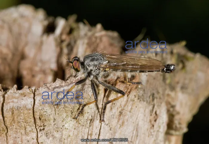 : Common Awl Robber-fly : Common Awl Robber-fly