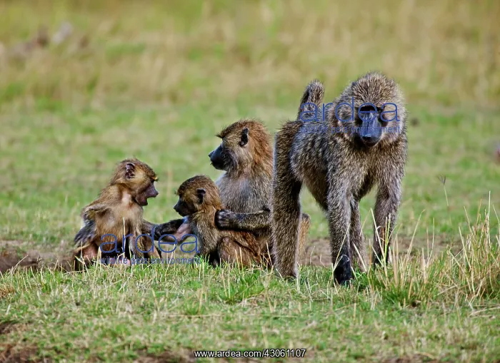 : Common Baboon (Papio Cynocephalus) as seen : Common Baboon (Papio Cynocephalus) as seen