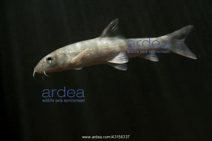 : Common Barbel : Common Barbel
