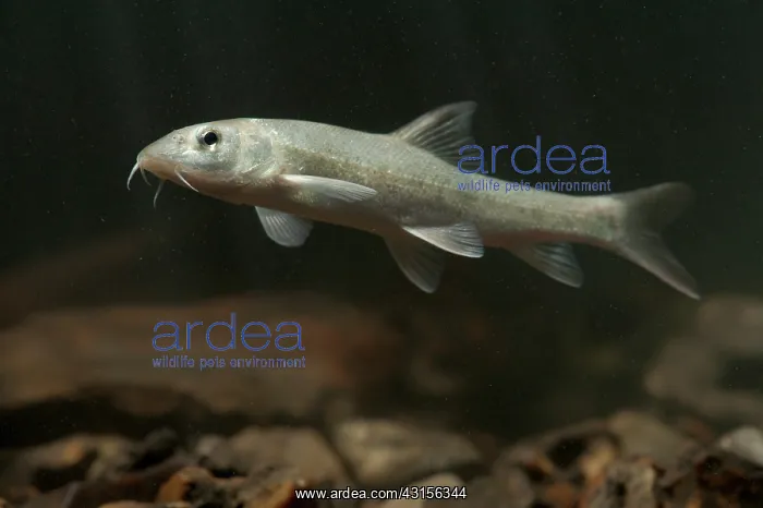 : Common Barbel : Common Barbel