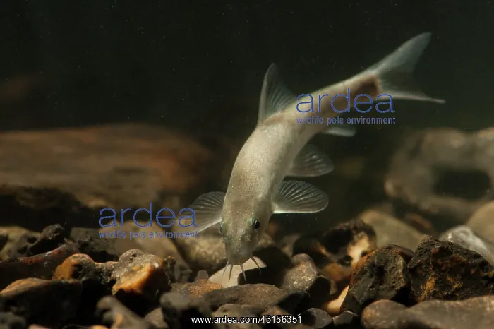 : Common Barbel : Common Barbel