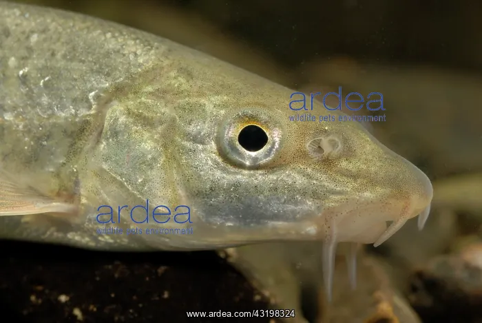 : Common Barbel : Common Barbel