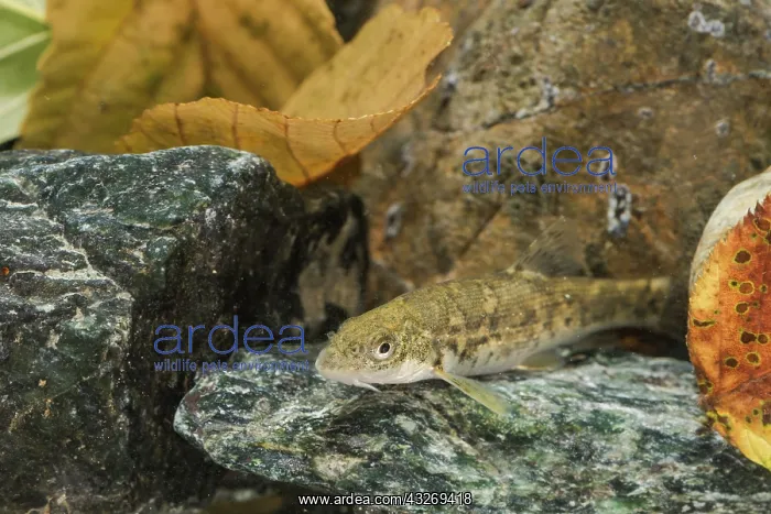 : Common barbel (Barbus barbus) in its natural environment : Common barbel (Barbus barbus) in its natural environment