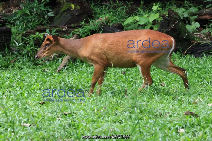 : Common Barking Deer female Common Barking Deer female : Common Barking Deer female Common Barking Deer female