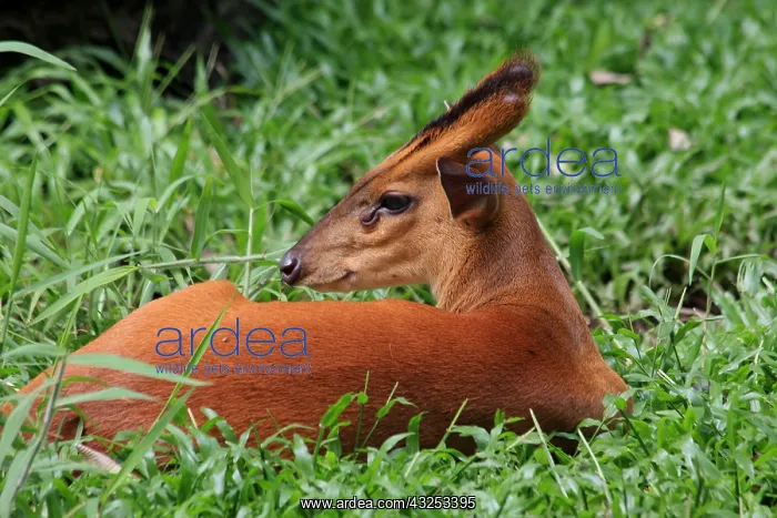 : Common Barking Deer male Common Barking Deer male : Common Barking Deer male Common Barking Deer male