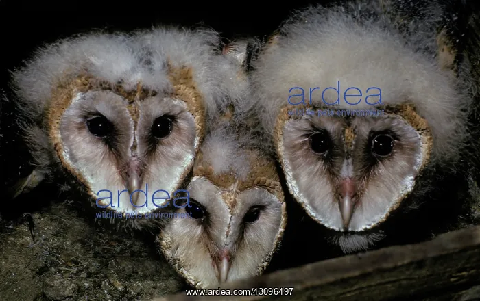 : Common Barn Owl chicks (Tyto alba) : Common Barn Owl chicks (Tyto alba)