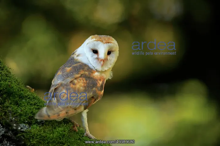 : Common barn owl (Tyto alba), adult, alert, on tree : Common barn owl (Tyto alba), adult, alert, on tree