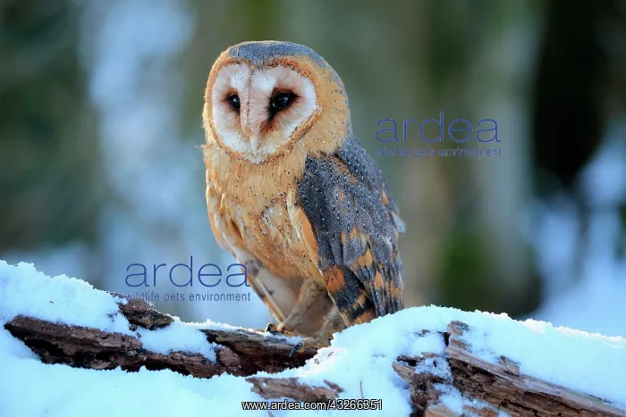 : Common barn owl (Tyto alba), adult, alert, in winter : Common barn owl (Tyto alba), adult, alert, in winter