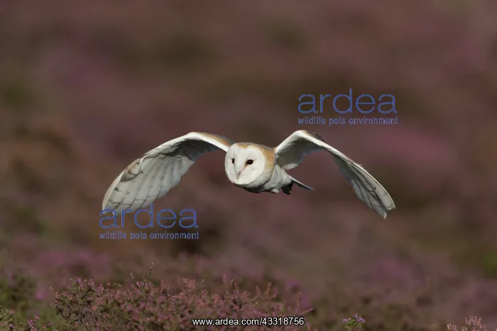 : Common barn owl (Tyto alba) adult, in flight over : Common barn owl (Tyto alba) adult, in flight over