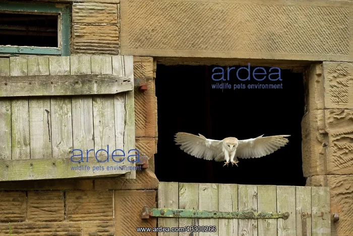 : Common barn owl (Tyto alba) adult, flying through : Common barn owl (Tyto alba) adult, flying through