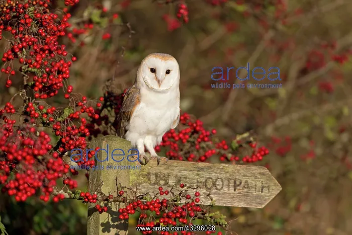 : Common barn owl (Tyto alba) adult, sitting on sign : Common barn owl (Tyto alba) adult, sitting on sign