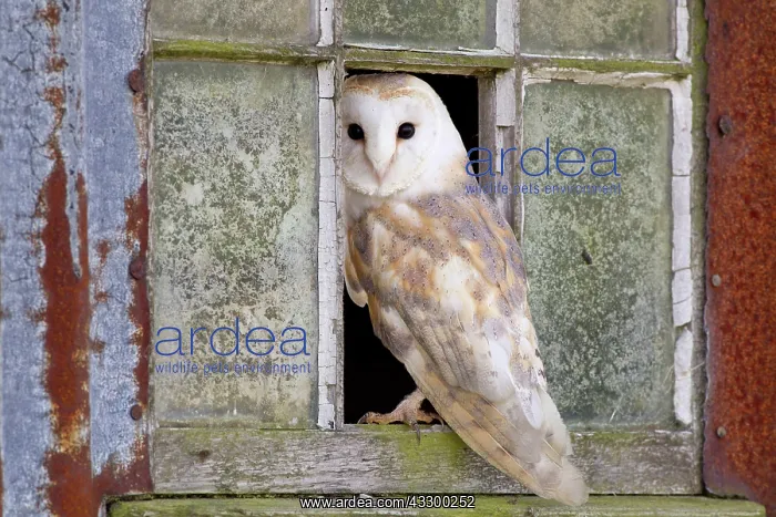 : Common barn owl (Tyto alba) adult, standing at the : Common barn owl (Tyto alba) adult, standing at the