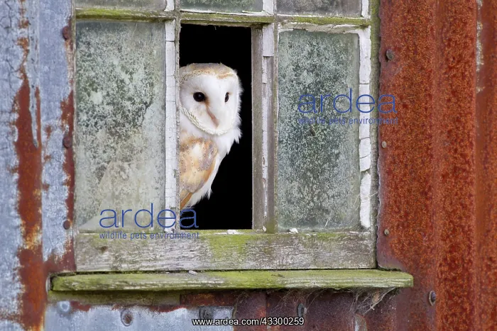 : Common barn owl (Tyto alba) adult, standing at the : Common barn owl (Tyto alba) adult, standing at the