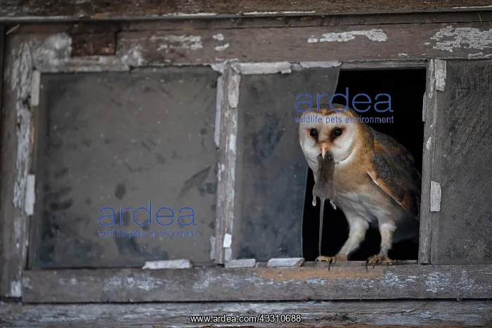 : Common barn owl (Tyto alba) with captured mouse : Common barn owl (Tyto alba) with captured mouse