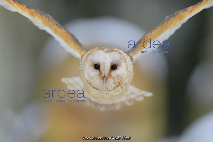 : Common barn owl (Tyto alba), in flight, winter : Common barn owl (Tyto alba), in flight, winter