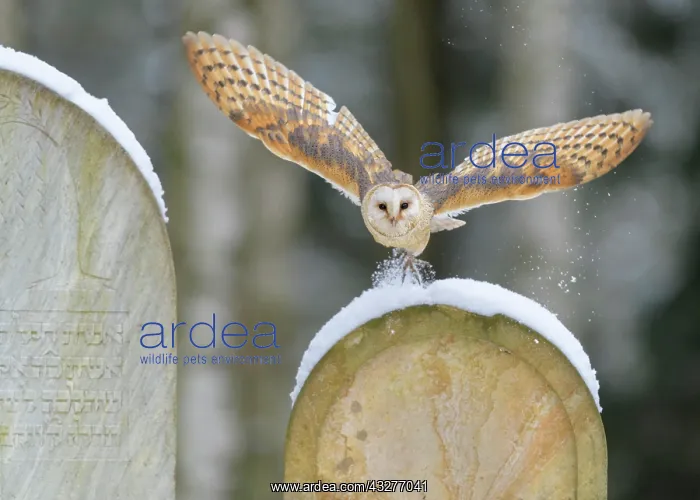 : Common barn owl (Tyto alba), flying over snow-covered : Common barn owl (Tyto alba), flying over snow-covered