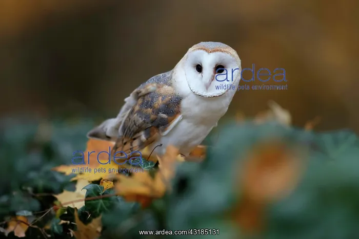 : Common barn owl (Tyto alba), on a gravestone, Czech : Common barn owl (Tyto alba), on a gravestone, Czech