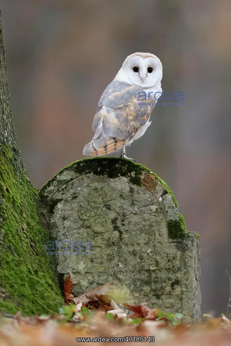 : Common barn owl (Tyto alba), on a gravestone, Czech : Common barn owl (Tyto alba), on a gravestone, Czech