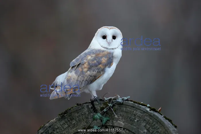 : Common barn owl (Tyto alba), on a gravestone, Czech : Common barn owl (Tyto alba), on a gravestone, Czech