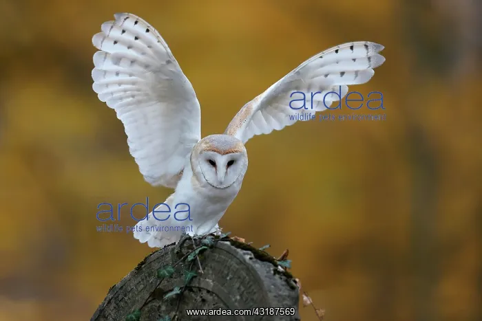 : Common barn owl (Tyto alba), on a gravestone, Czech : Common barn owl (Tyto alba), on a gravestone, Czech