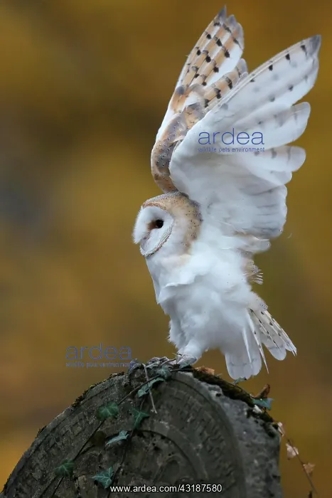 : Common barn owl (Tyto alba), on a gravestone, Czech : Common barn owl (Tyto alba), on a gravestone, Czech