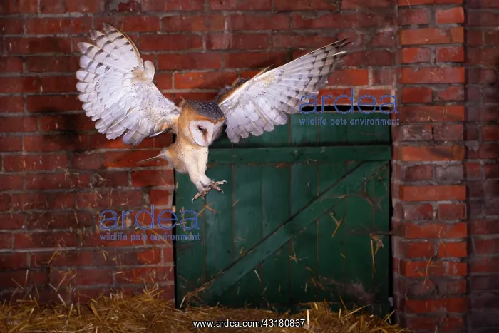 : Common barn owl (Tyto alba) hunting for mice in : Common barn owl (Tyto alba) hunting for mice in