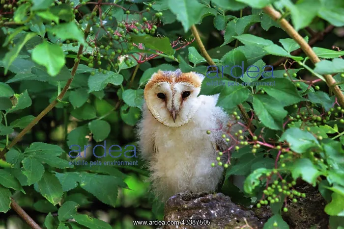 : Common barn owl (Tyto alba), juvenile, young bird : Common barn owl (Tyto alba), juvenile, young bird
