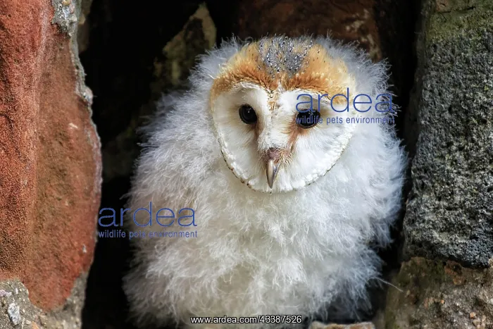 : Common barn owl (Tyto alba), juvenile, young bird : Common barn owl (Tyto alba), juvenile, young bird