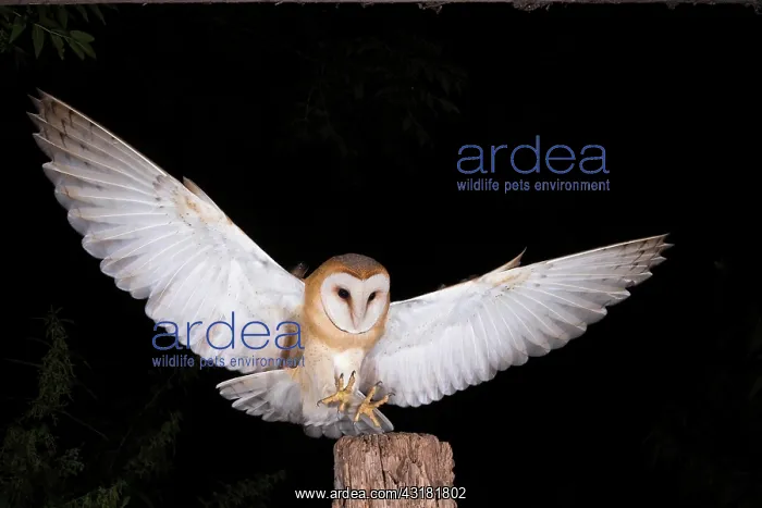 : Common barn owl (Tyto alba) lands on old fence post : Common barn owl (Tyto alba) lands on old fence post