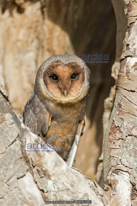 : Common barn owl (Tyto alba) melanistic phase, adult : Common barn owl (Tyto alba) melanistic phase, adult