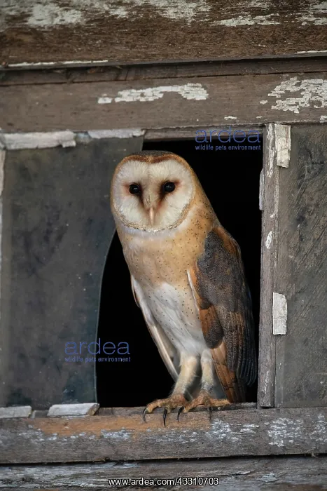 : Common barn owl (Tyto alba) sits in the window : Common barn owl (Tyto alba) sits in the window