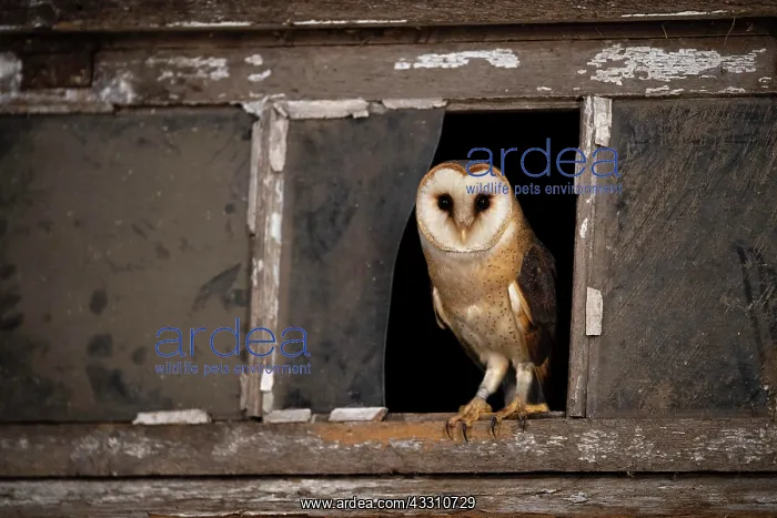 : Common barn owl (Tyto alba) sits in the window : Common barn owl (Tyto alba) sits in the window