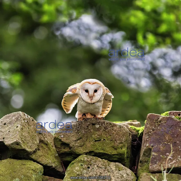 : Common barn owl (Tyto alba) on a wall, attentive : Common barn owl (Tyto alba) on a wall, attentive