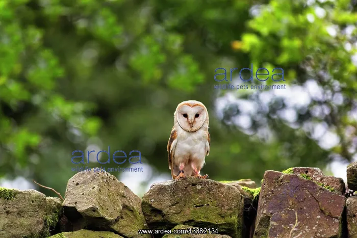 : Common barn owl (Tyto alba) on a wall in the Neuhaus : Common barn owl (Tyto alba) on a wall in the Neuhaus