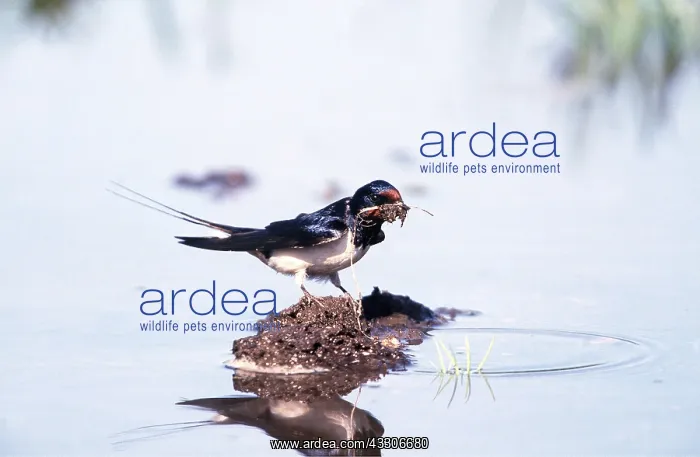 : Common / Barn SWALLOW - collecting mud and twigs : Common / Barn SWALLOW - collecting mud and twigs