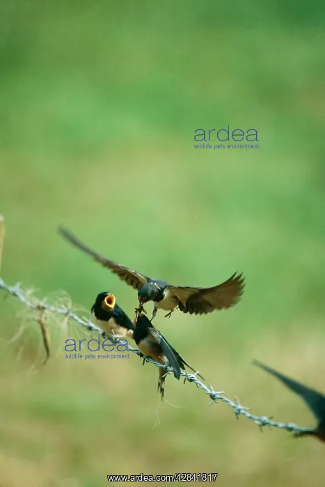 : Common / Barn SWALLOW - family perched on barbed wire fence : Common / Barn SWALLOW - family perched on barbed wire fence