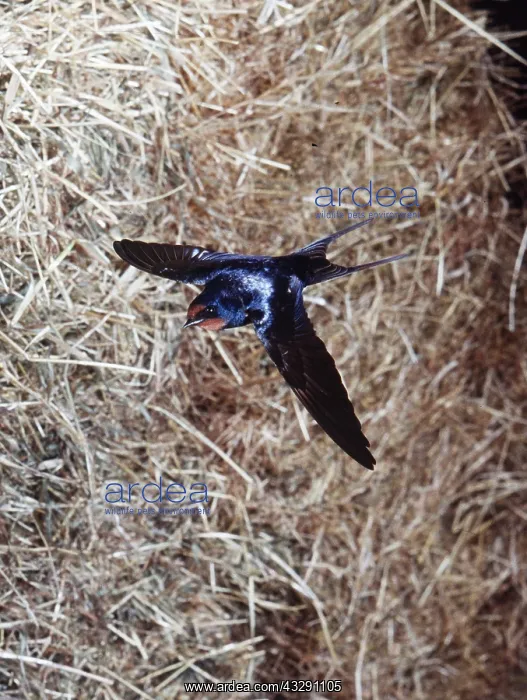 : Common / Barn SWALLOW - in flight in barn : Common / Barn SWALLOW - in flight in barn